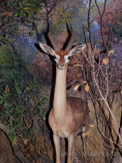 Picture 177.jpg - Gerenuk (Litocranius walleri) - male.